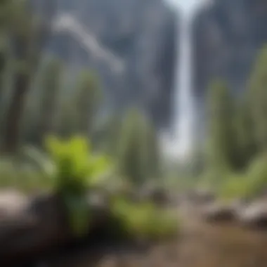 Flora of Yosemite: A Natural Habitat Diverse flora surrounding the base of Yosemite Falls