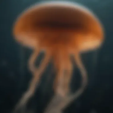 Graphical representation of the effects of climate change on jellyfish populations