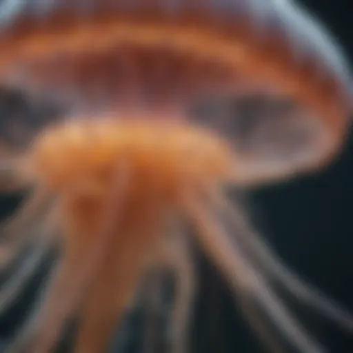 Close-up view of a jellyfish showcasing its delicate tentacles and bell