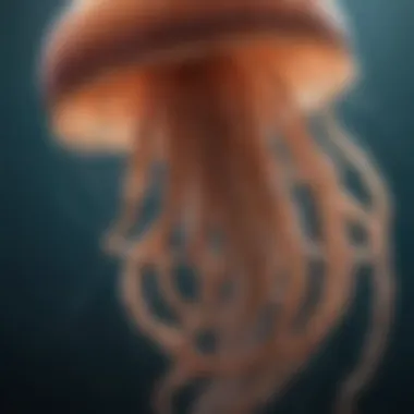 Illustration depicting the life cycle of a jellyfish from polyp to medusa stage
