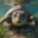 A green sea turtle grazing on seagrass