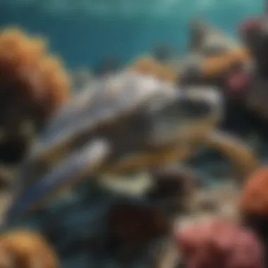 A hawksbill turtle surrounded by coral reefs