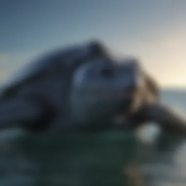 A leatherback turtle swimming in open ocean waters