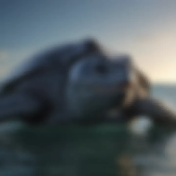A leatherback turtle swimming in open ocean waters