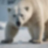 A polar bear struggling on thinning ice