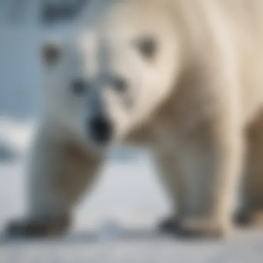 A polar bear struggling on thinning ice