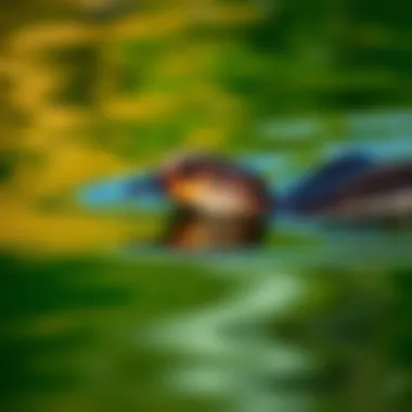 The Elegant Swimming of the Duck-Billed Platypus Duck-billed platypus swimming gracefully