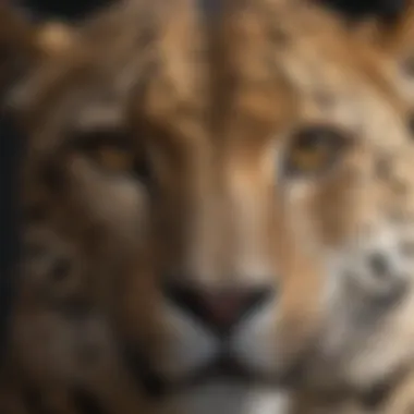 The Striking Features of a Leopard A close-up of a leopard's face showcasing its striking features and captivating gaze.