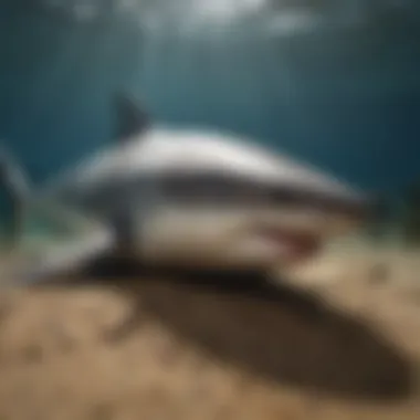 Infographic showing the decline of great white shark populations over the years