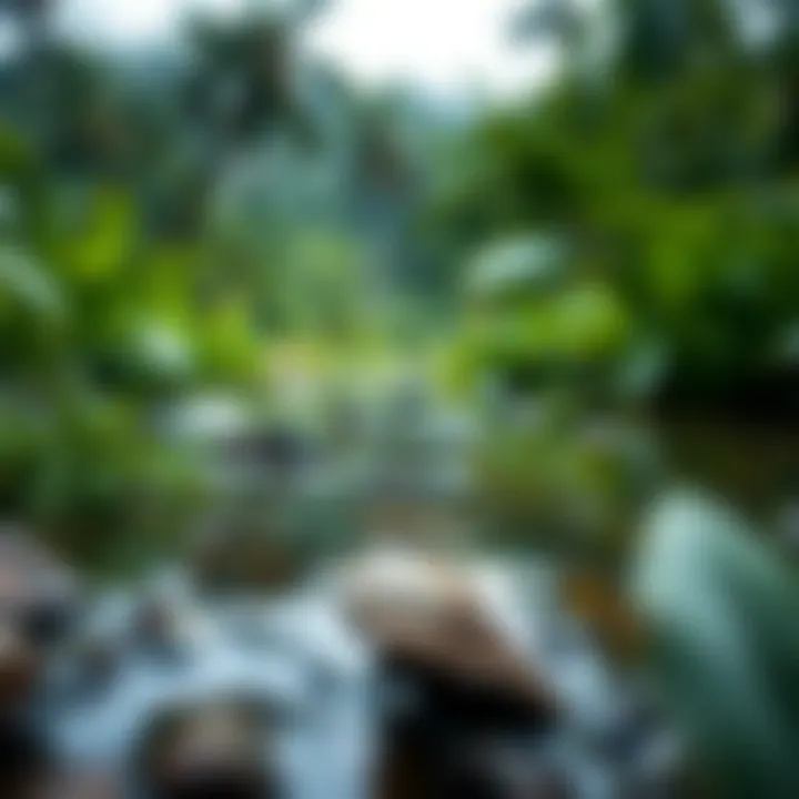 A tranquil rainforest stream reflecting the surrounding greenery