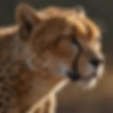 Close-up of cheetah muscles highlighting adaptations for speed