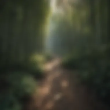 Aerial view of a bamboo forest, showcasing its vastness and biodiversity