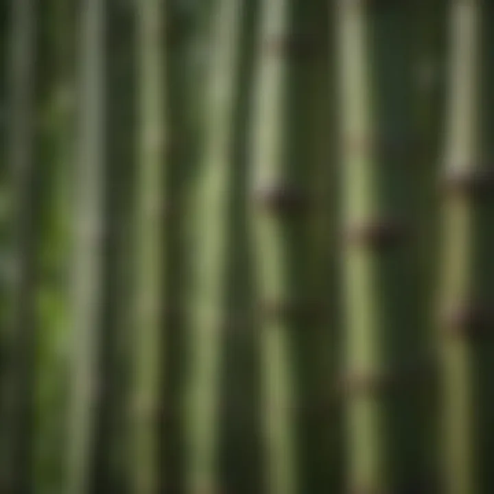 Close-up of bamboo shoots, highlighting their nutritional importance