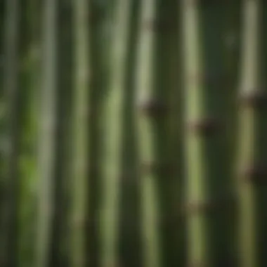 Nutritional Essence of Bamboo Close-up of bamboo shoots, highlighting their nutritional importance