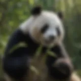 Giant panda munching on bamboo in a lush forest setting