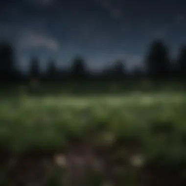 A field filled with countless lightning bugs illuminating the night