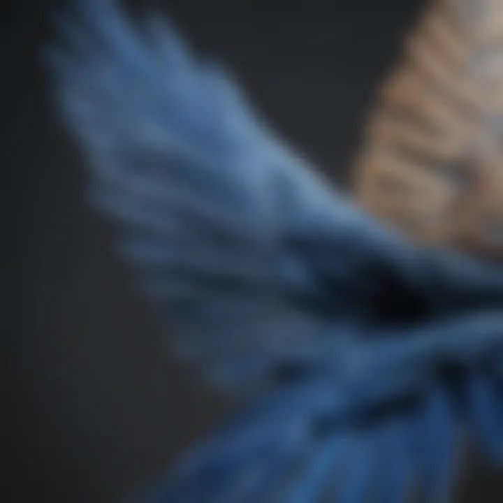 Close-up of a blue bird's wings in mid-flight revealing intricate patterns