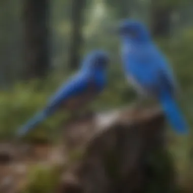 A serene landscape depicting the natural habitat of blue birds