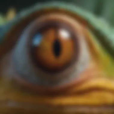 Chameleon Eyes A close-up of a chameleon's eyes demonstrating their unique vision