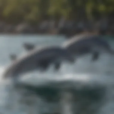 Strategic Hunting: The Dolphin Teamwork Dolphins hunting together