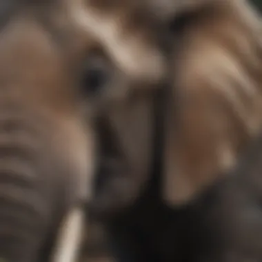 Close-up of an elephant's intricate skin texture