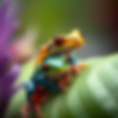 Colorful frogs in their natural habitat