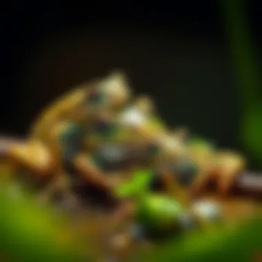 Frogs interacting in their ecosystem