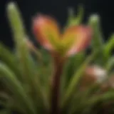 A vibrant close-up of a carnivorous plant with dew glistening on its leaves.