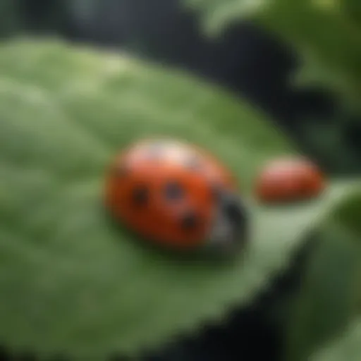 Close-up view of ladybug eggs on a leaf