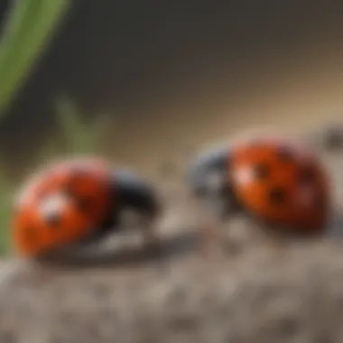 Illustration of ladybug life cycle stages
