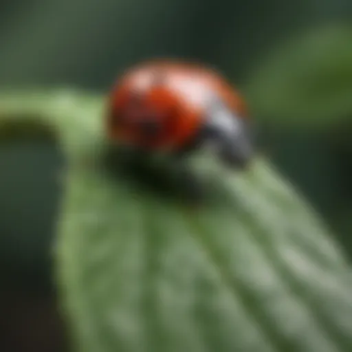 Close-up of a ladybug on a leaf showcasing its vibrant colors