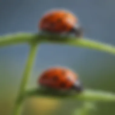 Ladybug larvae on a plant, illustrating their early life stage