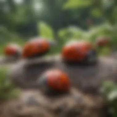 Various species of ladybugs displayed together in a natural setting