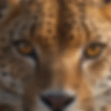 Close-up of a leopard's distinctive spotted fur and piercing eyes