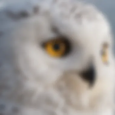 Close-Up of Snowy Owl's Eyes A close-up view of a snowy owl's striking yellow eyes and feathers