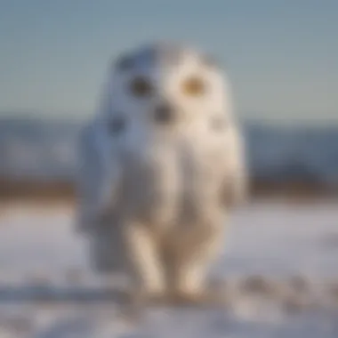 Snowy Owl in Action: The Art of Hunting Snowy owl hunting in a snowy field, demonstrating its hunting skills