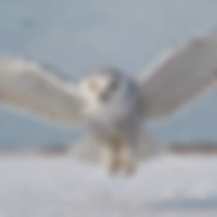 A snowy owl in mid-flight over a snowy field, showcasing its wingspan