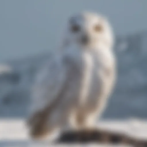Snowy owl perched majestically on a snow-covered landscape