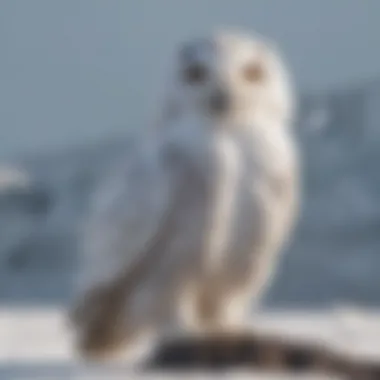 Majestic Snowy Owl in Its Natural Habitat Snowy owl perched majestically on a snow-covered landscape