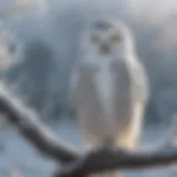 A snowy owl perched on a frost-covered branch against a winter landscape