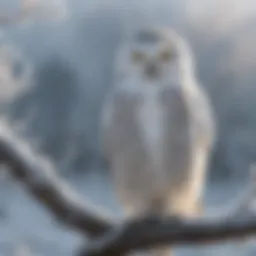 A snowy owl perched on a frost-covered branch against a winter landscape