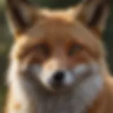 A close-up of a fox in its natural habitat, showcasing its vibrant fur and keen expression.