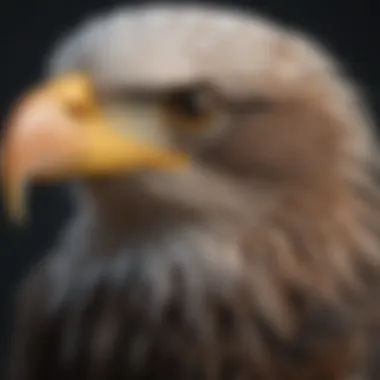 A close-up of a bald eagle with its distinctive features, highlighting its stunning appearance