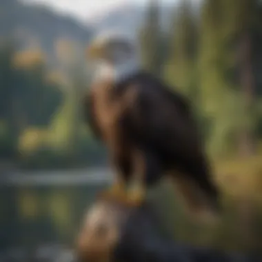 A bald eagle perched majestically near a lake, showcasing its habitat