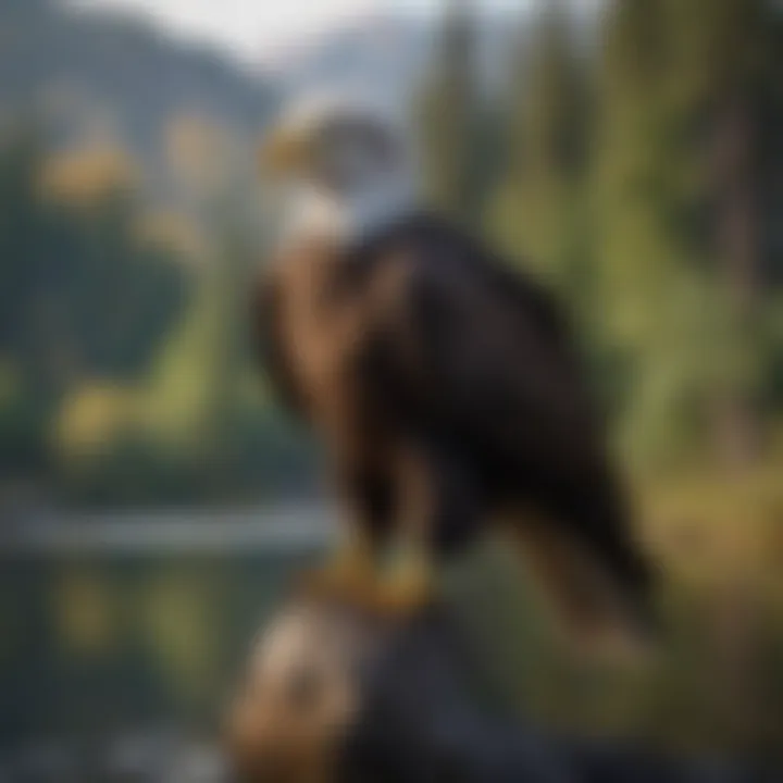 A bald eagle perched majestically near a lake, showcasing its habitat