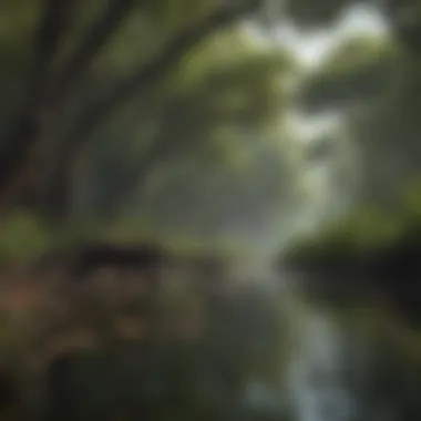 A scenic view of a mangrove forest where howler monkeys can be found.