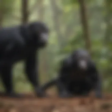 An illustration depicting the threats facing howler monkeys in their habitats.