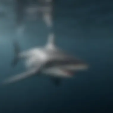 Open ocean view showcasing a solitary shark swimming gracefully