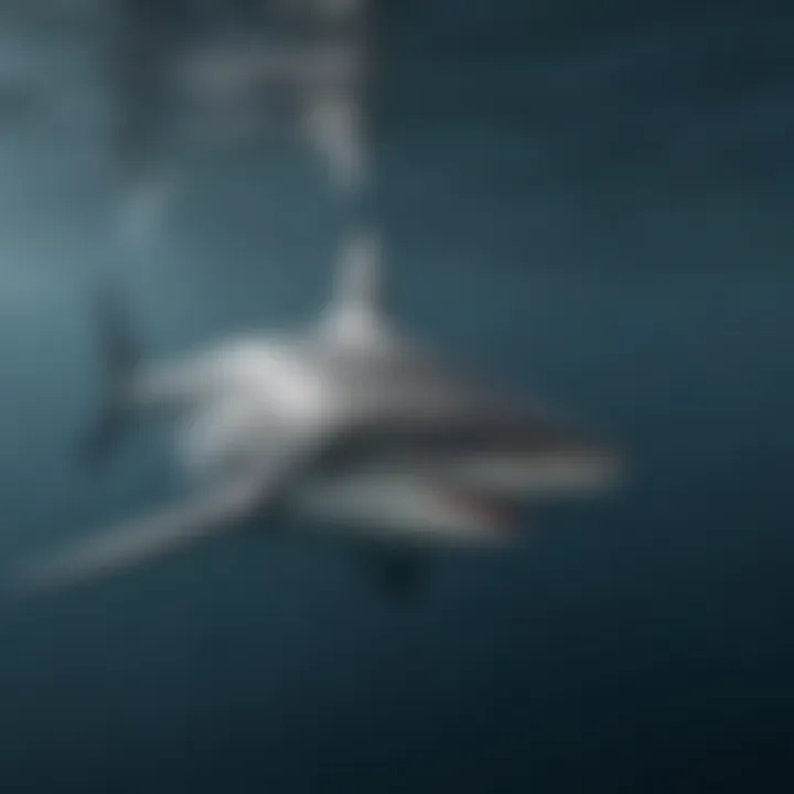 Open ocean view showcasing a solitary shark swimming gracefully