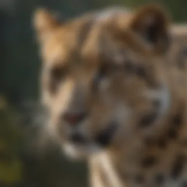 Impact of climate change on the Amur leopard's environment